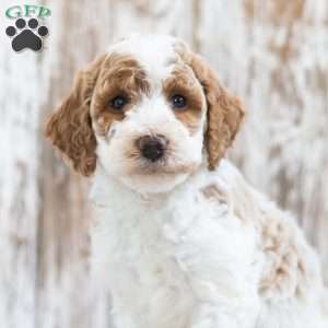 Holly, Mini Labradoodle Puppy